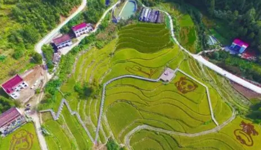 秦岭古村游 稻田观国宝